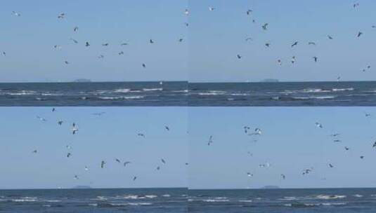 夕阳海面海浪海鸥升格空镜高清在线视频素材下载