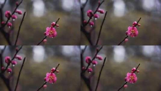 春雨中的粉色梅花高清在线视频素材下载