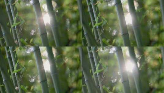 阳光透过竹林高清在线视频素材下载