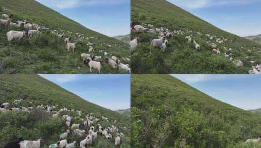 草原 牛粪滩 草地航拍高清在线视频素材下载