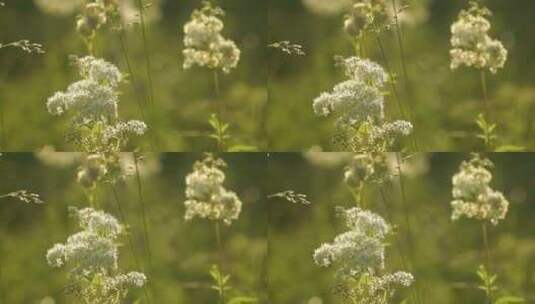 花的特写高清在线视频素材下载