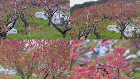 桃花林、连平鹰嘴桃、鹰嘴桃花高清在线视频素材下载