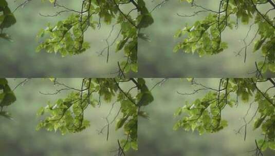 雨中的树叶高清在线视频素材下载