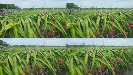 热带水果有机食品健康食物肉质植物火龙果高清在线视频素材下载