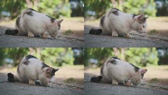 流浪猫在地上吃食物高清在线视频素材下载