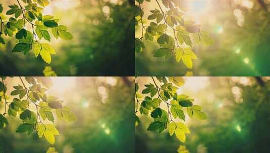 阳光透过树叶夏天感自然风景高清在线视频素材下载