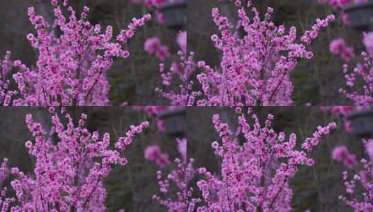 沕沕水生态风景区 梅花 粉色 植物 景色高清在线视频素材下载