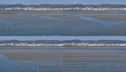 生蚝海上养殖场壮观景象高清在线视频素材下载