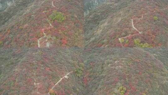 航拍秋季山林红叶景观高清在线视频素材下载