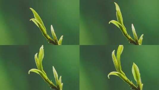 白茶茶叶生长发芽延时摄影4K60帧高清在线视频素材下载