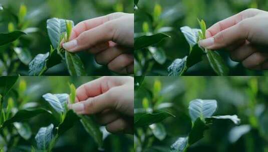 手部特写采摘茶叶画面高清在线视频素材下载