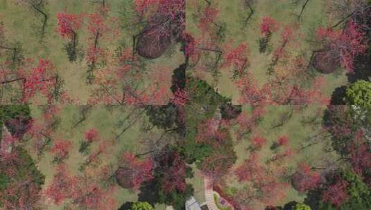 盛开的红色木棉花特写高清在线视频素材下载