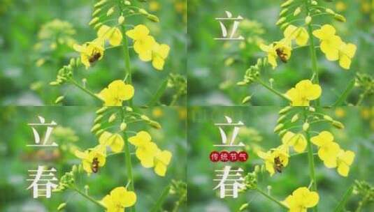 立春节气油菜花绿色摄影二十四节气高清AE视频素材下载