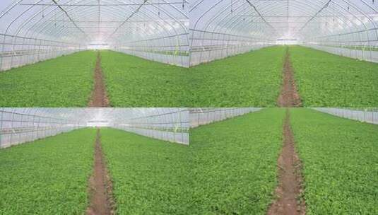 温室大棚内的蔬菜种植场景高清在线视频素材下载