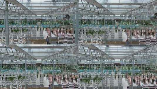 温室大棚内蔬菜种植场景高清在线视频素材下载