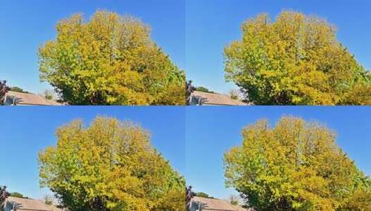 北京金色秋天街景高清在线视频素材下载