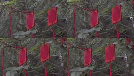 树枝上的红色祈福牌高清在线视频素材下载