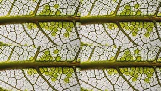 叶脉微距特写素材高清在线视频素材下载