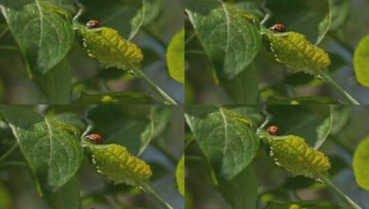 宏观拍摄树叶上的七星瓢虫高清在线视频素材下载