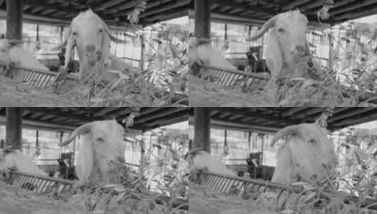 山羊吃草的黑白视频高清在线视频素材下载