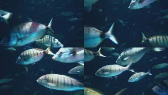 海洋馆里鱼群特写高清在线视频素材下载