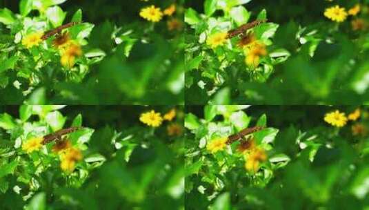 阳光下花丛中采蜜的蝴蝶4K超清视频高清在线视频素材下载