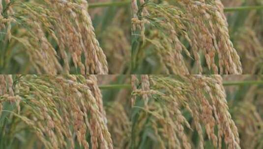 稻田稻子高清在线视频素材下载