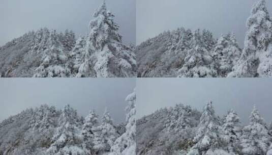 航拍湖北神农架冰雪雪松雪景高清在线视频素材下载