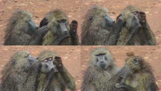 两只狒狒互相捡跳蚤高清在线视频素材下载