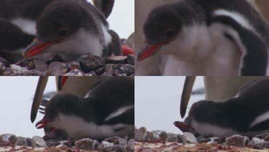 小企鹅在母亲的庇护下玩耍高清在线视频素材下载