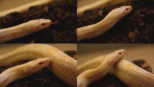 相机镜头拍摄小白蛇高清在线视频素材下载
