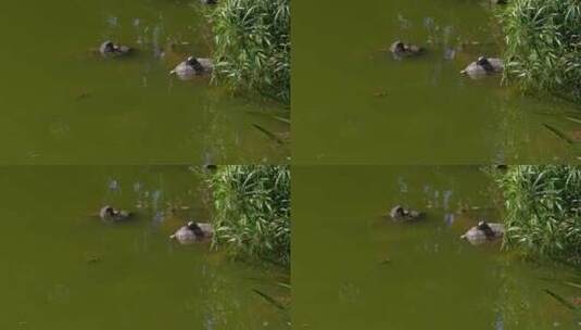 石头上水中两只乌龟相望高清在线视频素材下载