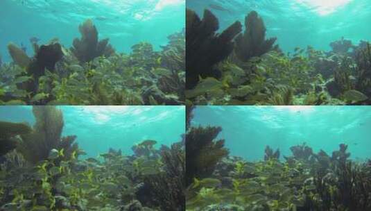 热带鱼在水下围绕珊瑚礁游泳高清在线视频素材下载