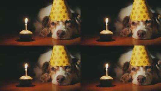 狗狗戴着生日帽趴在蜡烛旁高清在线视频素材下载