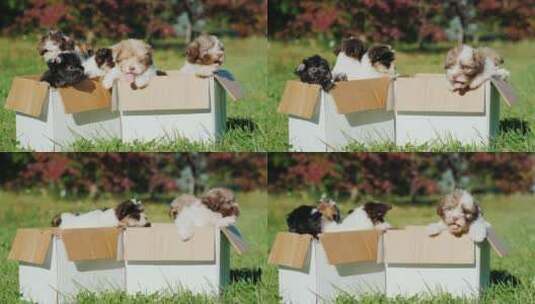 公园纸箱里的哈瓦那小狗高清在线视频素材下载