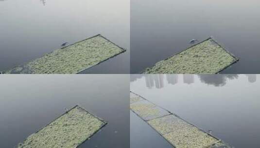 湖面上鸟儿捕鱼多镜头高清在线视频素材下载