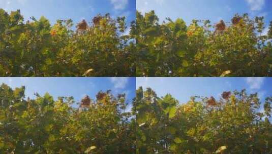 实拍秋天枫树叶高清在线视频素材下载