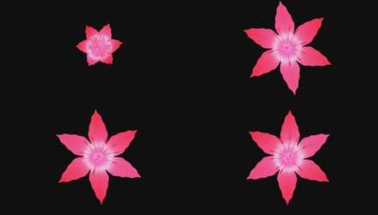 粉色花朵盛开高清在线视频素材下载