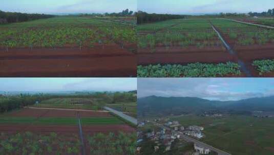 4k云南抚仙湖畔玉溪庄园有机蔬菜滴灌种植区高清在线视频素材下载