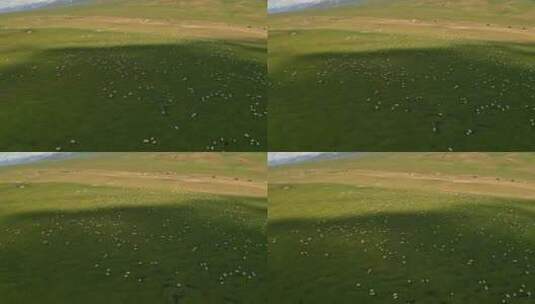 中国新疆巴音布鲁克草原与羊群高清在线视频素材下载