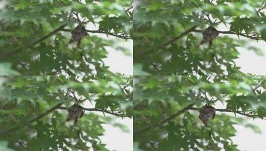 特写·隐藏在绿树中的蜜蜂和蜂巢高清在线视频素材下载