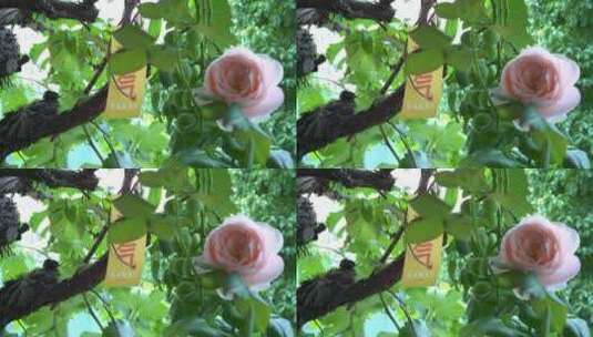 绿叶里的玫瑰花高清在线视频素材下载