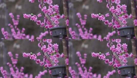 沕沕水生态风景区 梅花 粉色 植物 景色高清在线视频素材下载