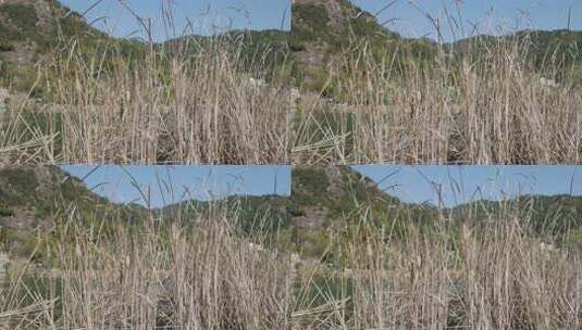 湖边芦苇与青山景色升格高清在线视频素材下载