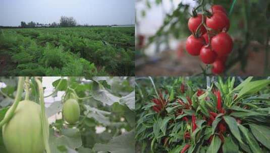蔬菜栽培技术 胡萝卜 辣椒 瓜果 乡村振兴高清在线视频素材下载