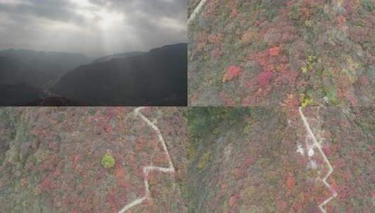 航拍秋季山林红叶景观高清在线视频素材下载