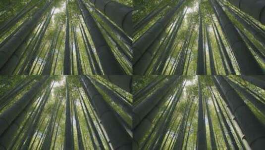竹林上空景色高清在线视频素材下载