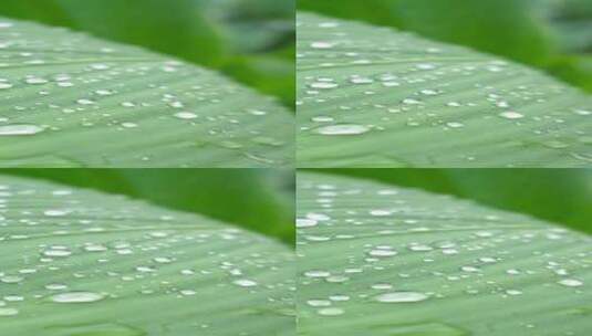 雨天叶子上的水滴植物美人蕉4k高清在线视频素材下载