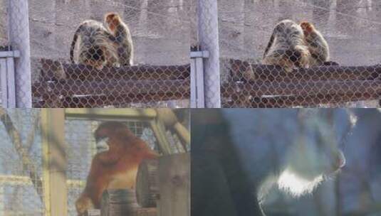【镜头合集】保护动物金丝猴长臂猿动物园高清在线视频素材下载