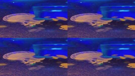 海昌水族馆水母高清在线视频素材下载